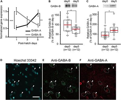 GABA-A and GABA-B Receptors in Filial Imprinting Linked With Opening and Closing of the Sensitive Period in Domestic Chicks (Gallus gallus domesticus)